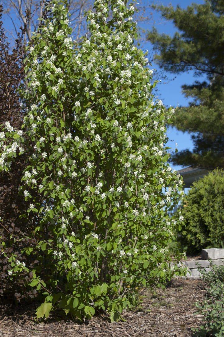 Standing Ovation Serviceberry - Image 3