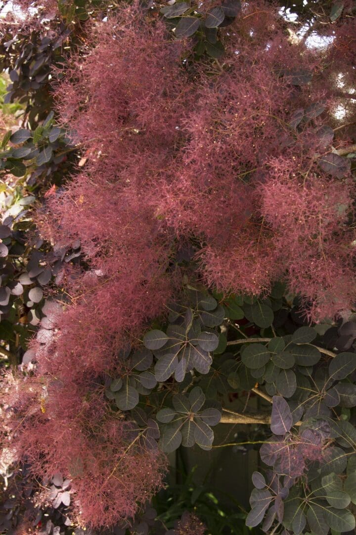 Royal Purple Smokebush - Image 3