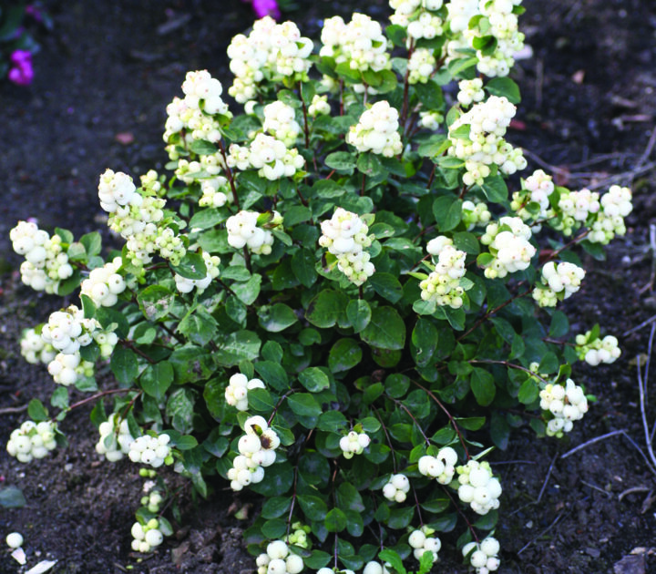 Galaxy Snowberry
