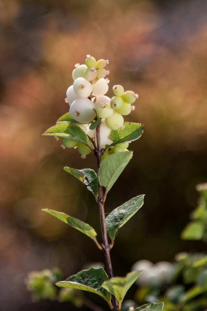 Galaxy Snowberry - Image 2