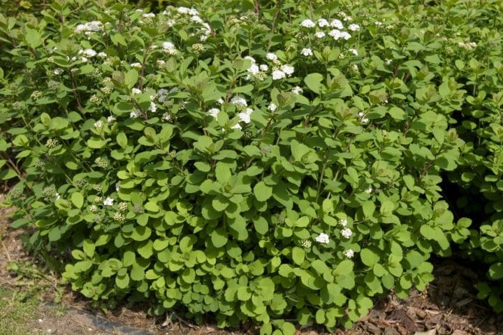Birchleaf Spirea