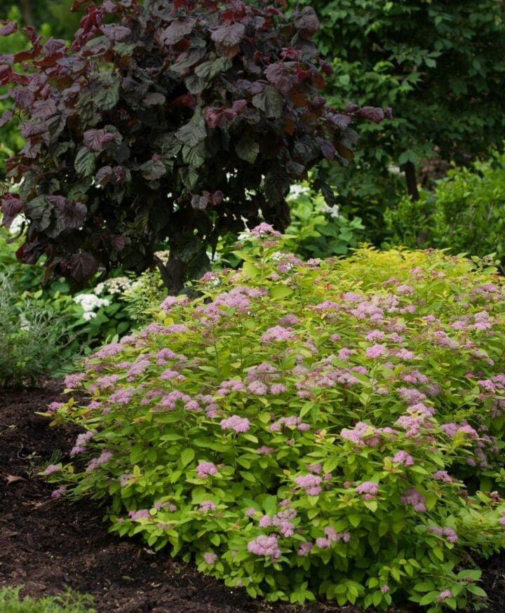 Double Play Big Bang Spirea - Image 2