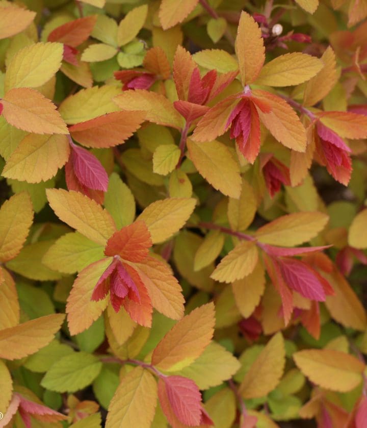 Double Play Big Bang Spirea - Image 3
