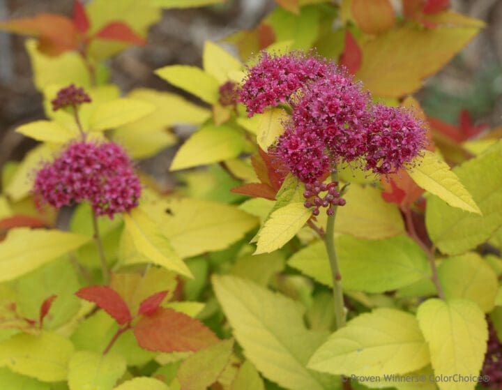 Double Play Candy Corn Spirea - Image 3