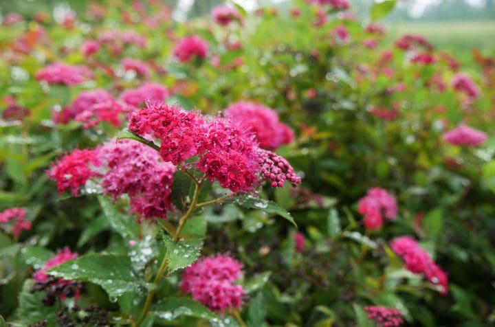 Double Play Doozie Spirea - Image 3