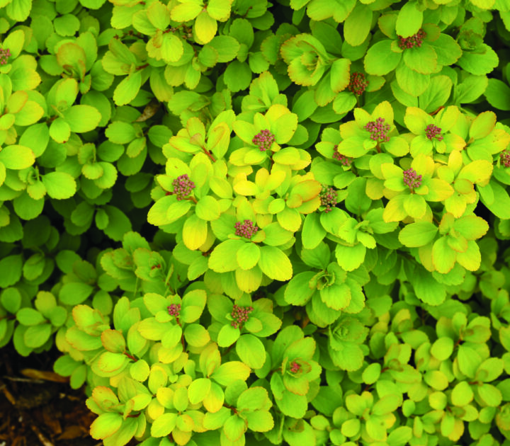 Glow Girl Birchleaf Spirea
