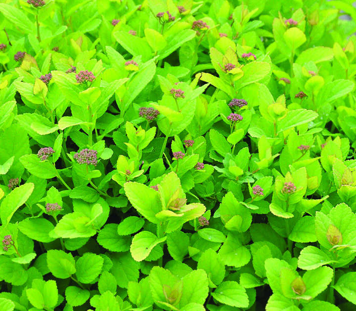 Pink Sparkler Birchleaf Spirea