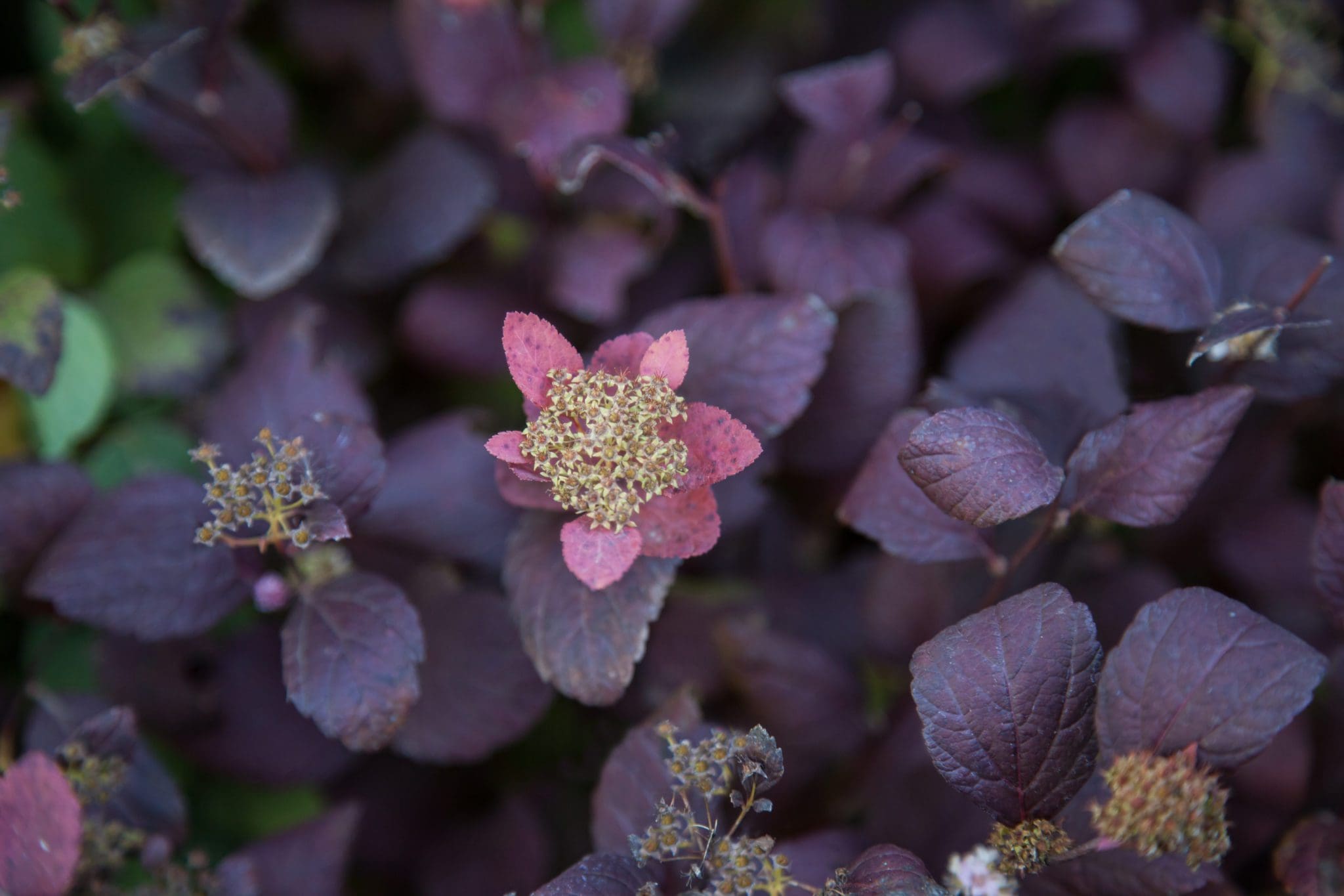 Pink Sparkler Birchleaf Spirea Pahl's Market Apple Valley, MN