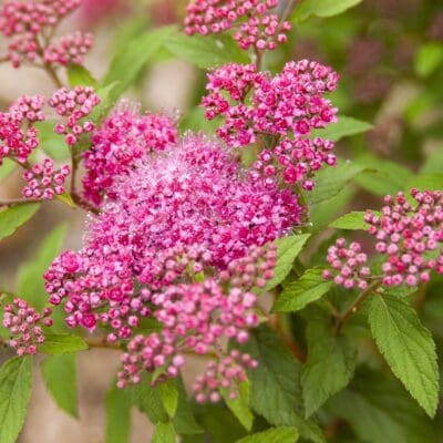 Superstar Spirea