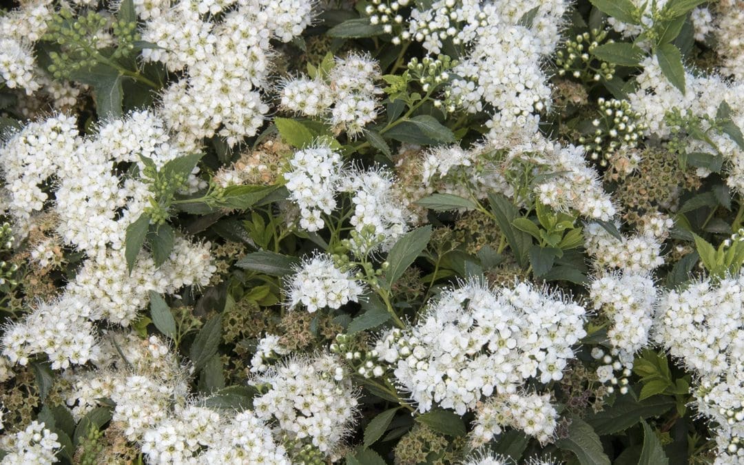 Yeti Japanese Spirea