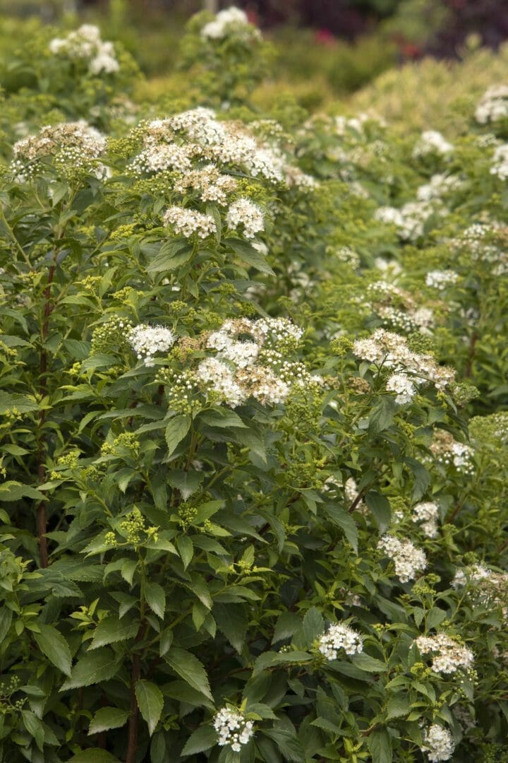 Yeti Japanese Spirea - Image 2