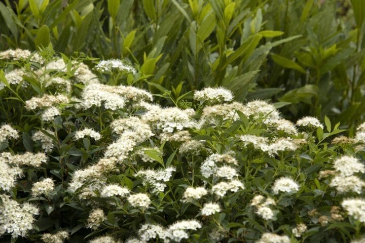 Yeti Japanese Spirea - Image 3