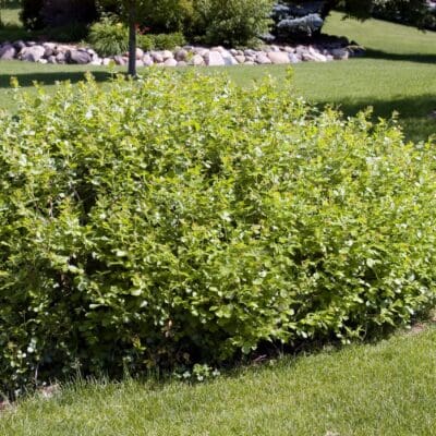 Gro Low Fragrant Sumac