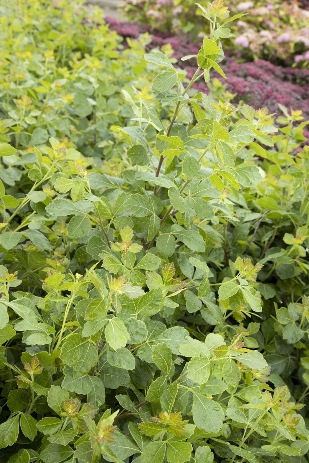 Gro Low Fragrant Sumac Pahl's Market Apple Valley, MN