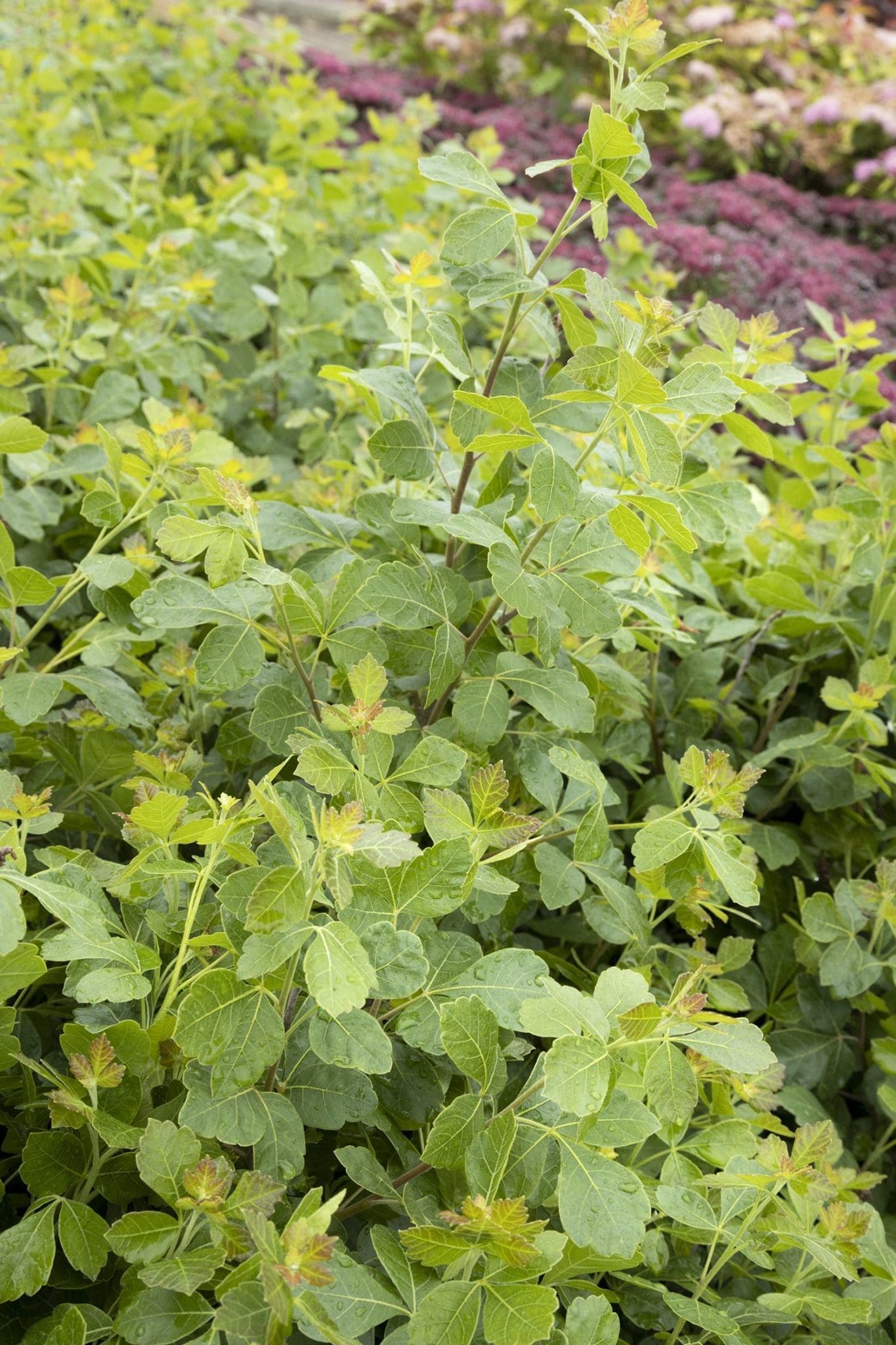 Gro Low Fragrant Sumac Pahl's Market Apple Valley, MN