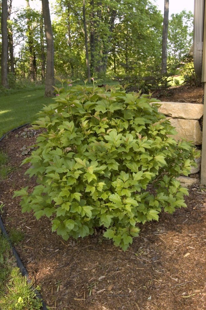 Bailey Compact American Cranberrybush - Image 2