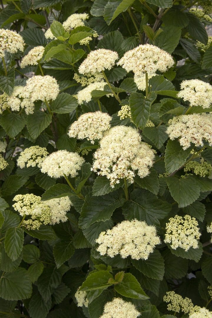 Sparkler Arrowwood Viburnum
