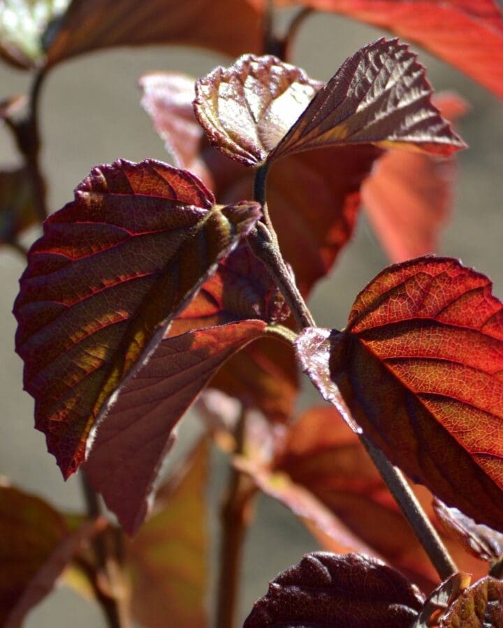 Sparkler Arrowwood Viburnum - Image 2