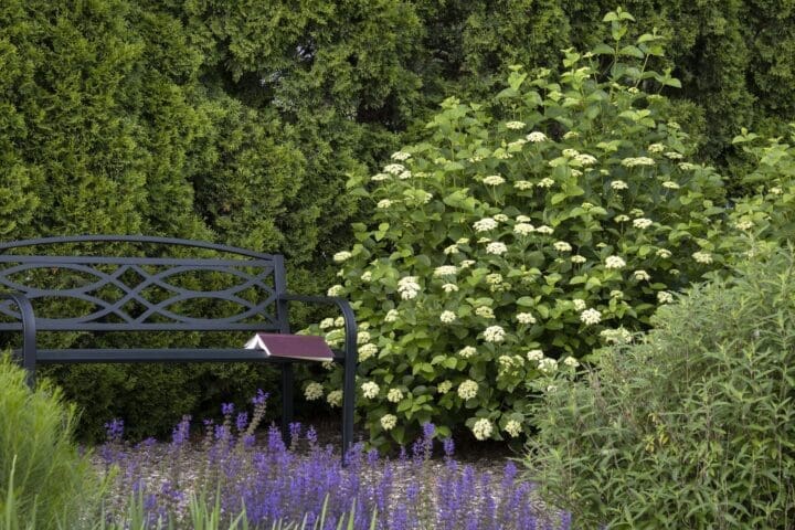 Sparkler Arrowwood Viburnum - Image 3