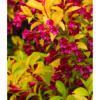 Golden Jackpot Weigela