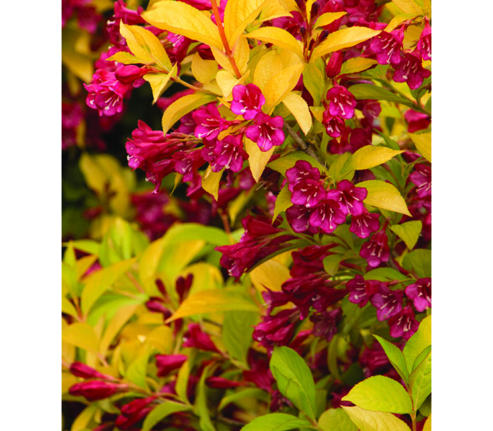 Golden Jackpot Weigela