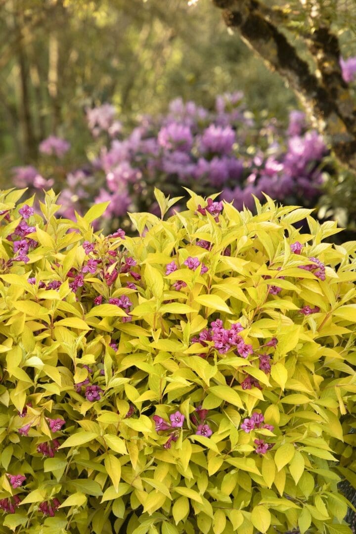 Golden Jackpot Weigela - Image 3