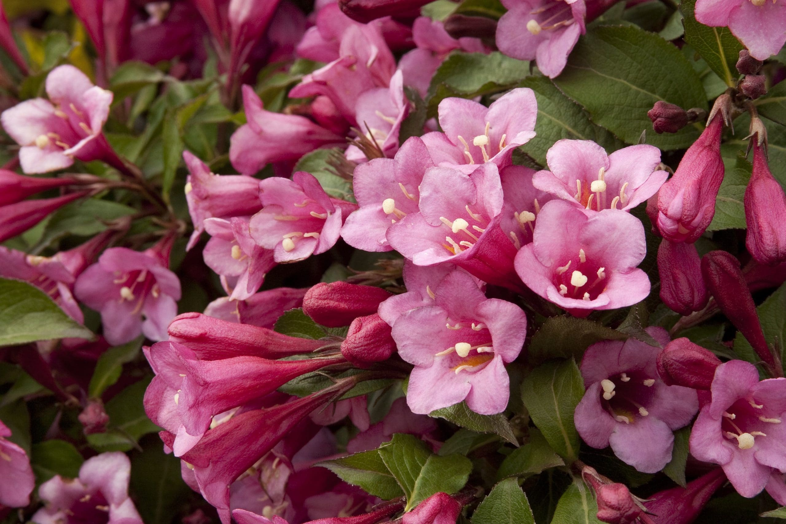 weigela minuet weigela minuet