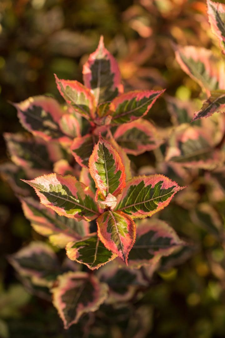 Rainbow Sensation Weigela