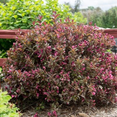 Shining Sensation Weigela
