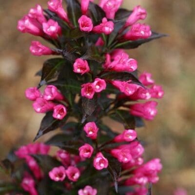 Spilled Wine Weigela