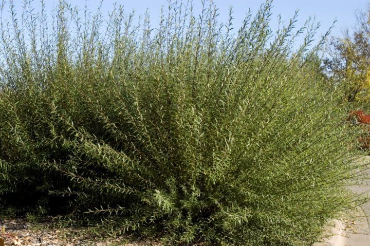 Dwarf Blue Leaf Arctic Willow - Image 3