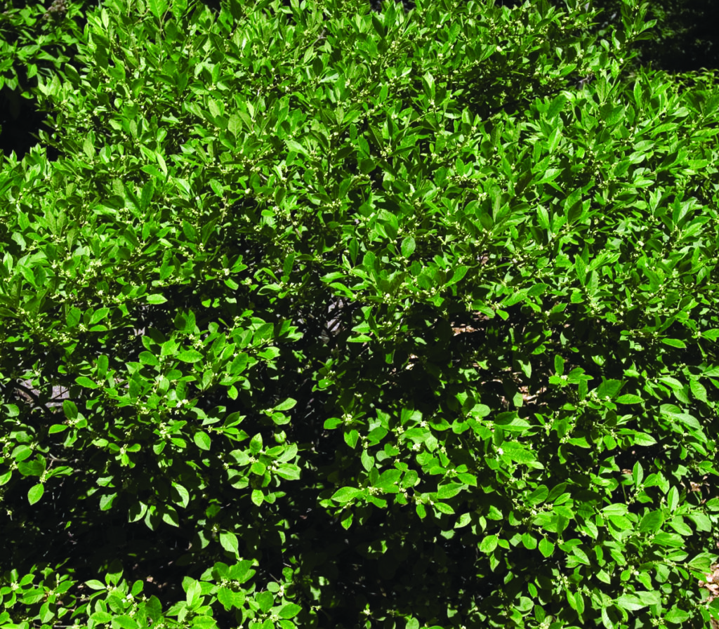 Jim Dandy Winterberry (Male) - Pahl's Market - Apple Valley, MN