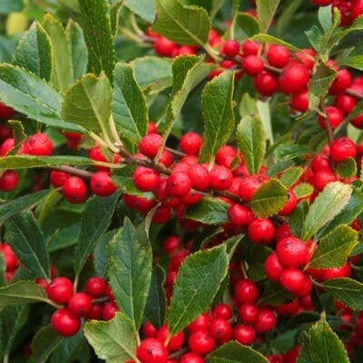 Red Sprite Winterberry