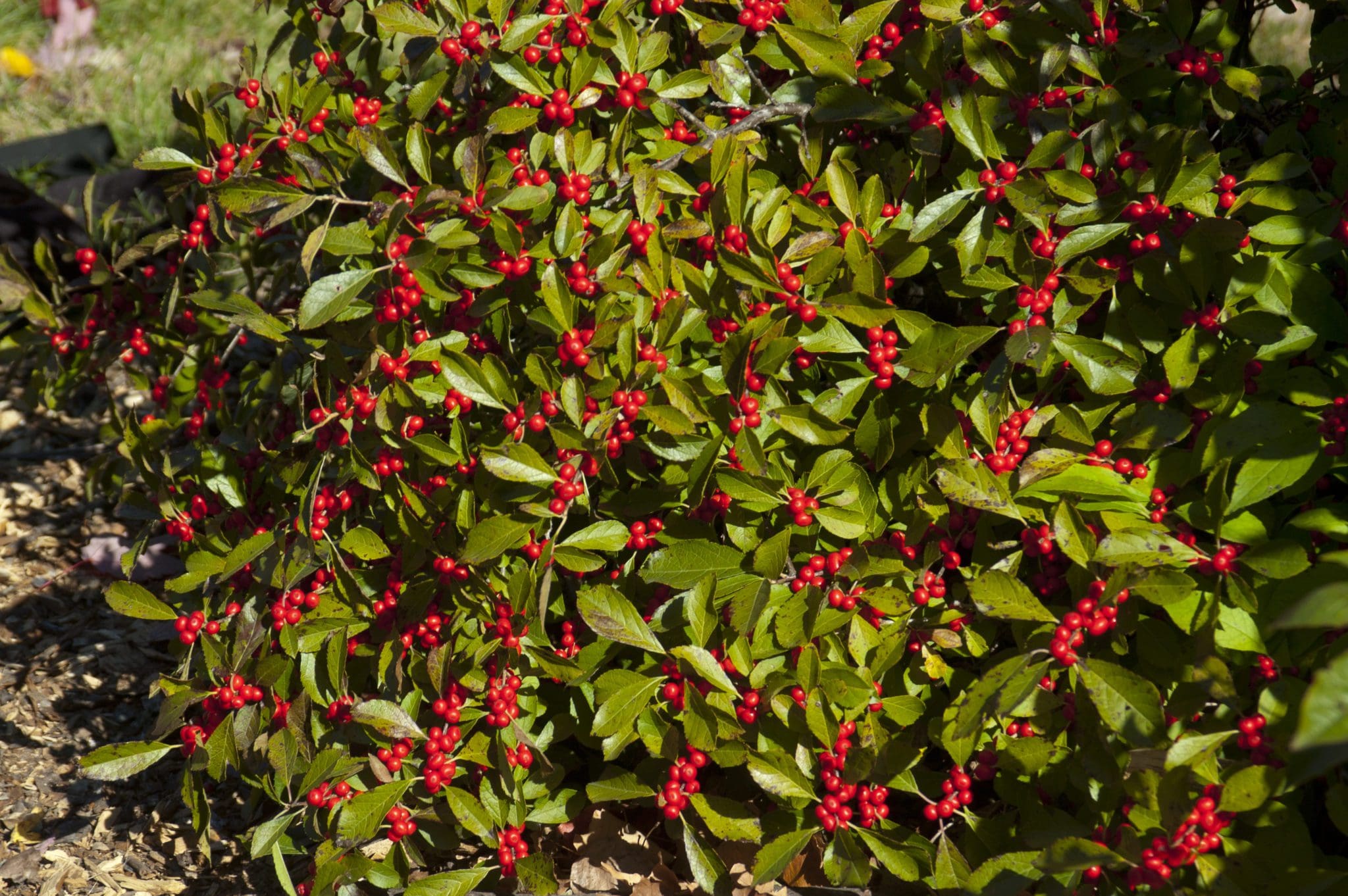 Red Sprite Winterberry Pahl's Market Apple Valley, MN