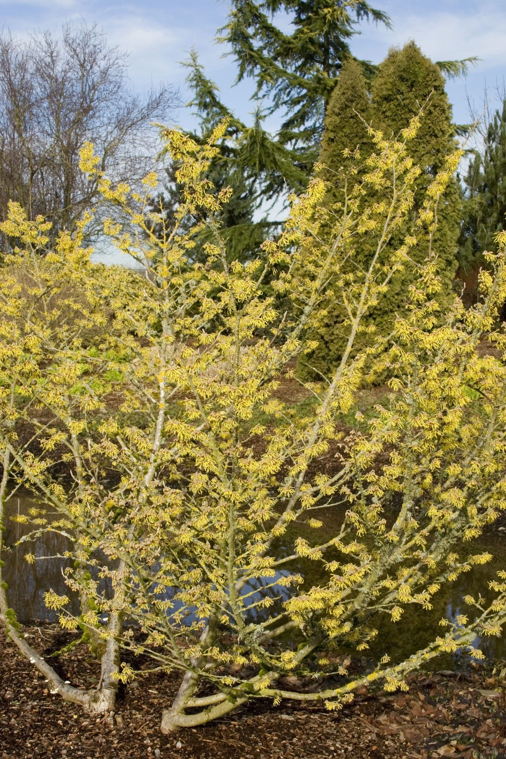 Witch Hazel - Pahl's Market - Apple Valley, MN