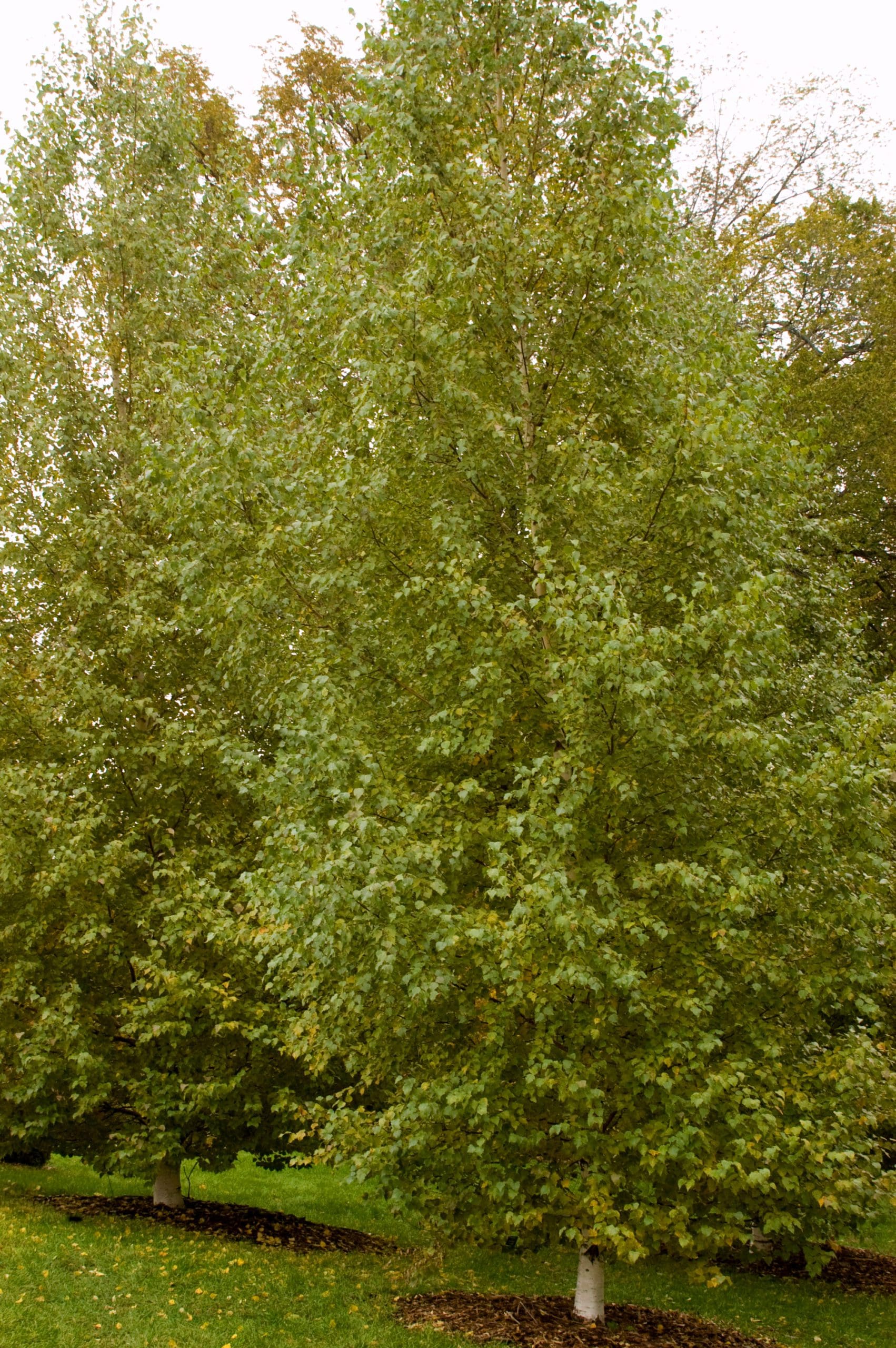 Tree_Birch Dakota Pinnacle3