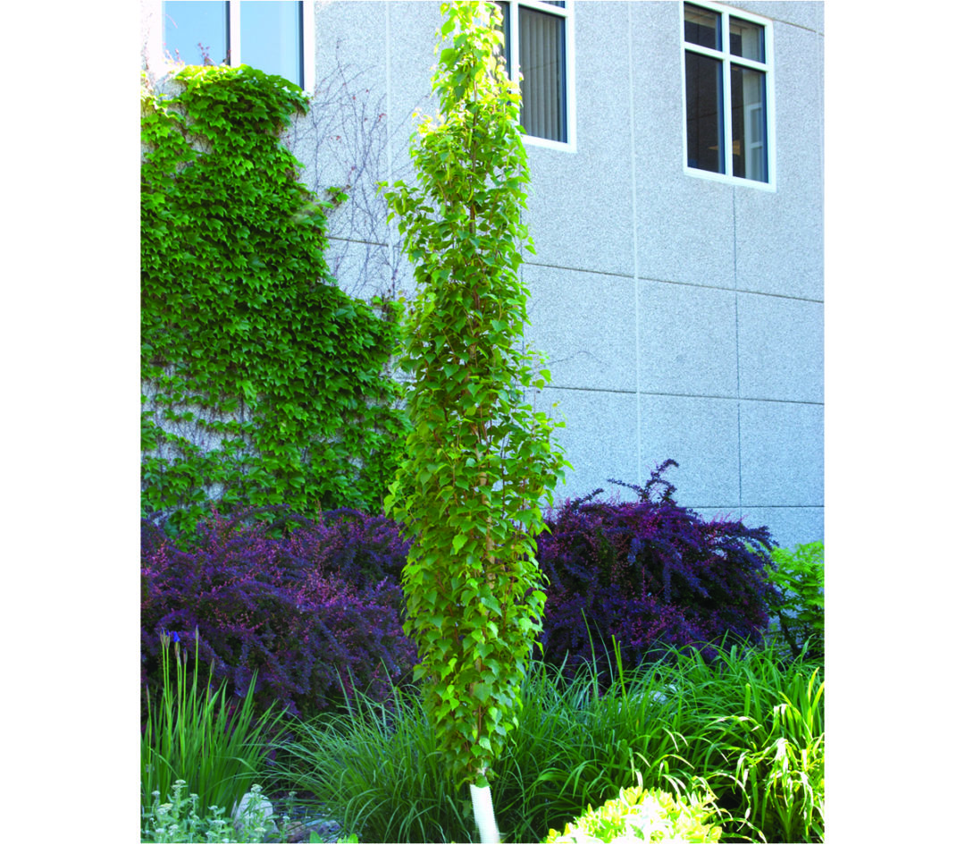 Parkland Pillar Birch Pahl's Market Apple Valley, MN