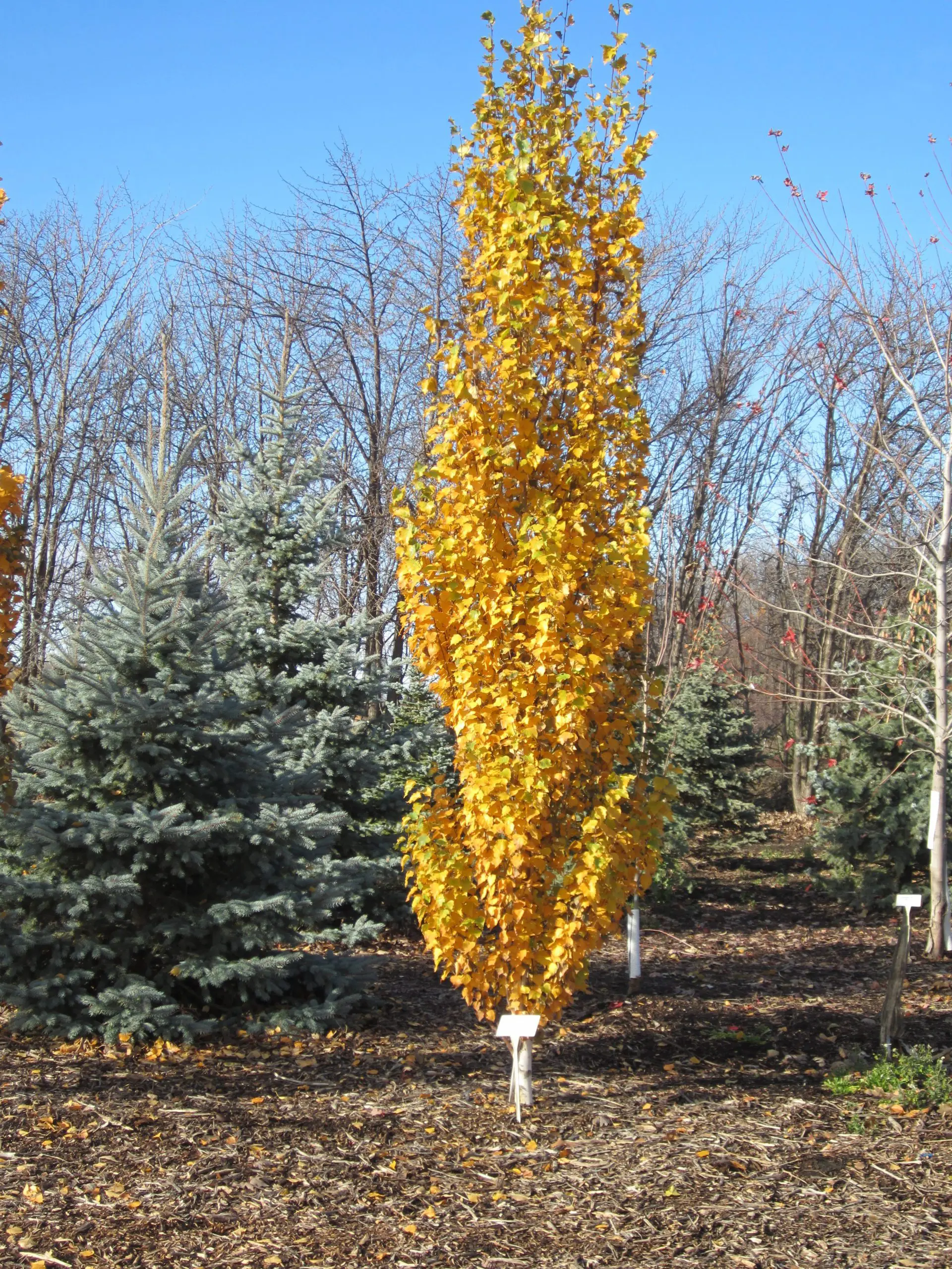 Parkland Pillar Birch - Pahl's Market - Apple Valley, MN