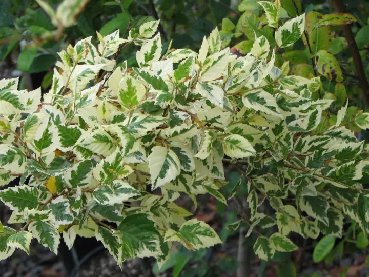 Shiloh Splash River Birch