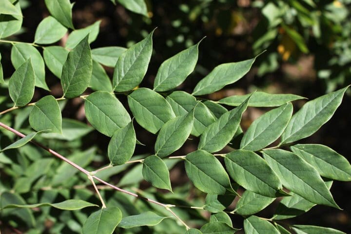 Espresso Kentucky Coffeetree - Image 2
