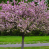 Coralburst Crabapple