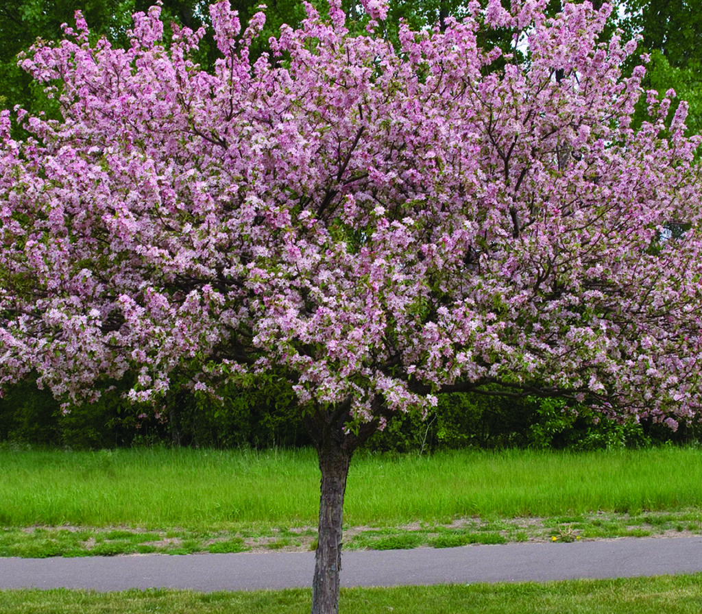 Coralburst Crabapple Pahl's Market Apple Valley, MN