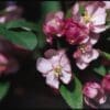 Coralburst Crabapple - Image 2