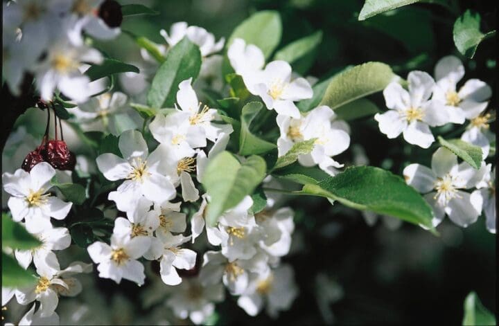 Firebird Crabapple