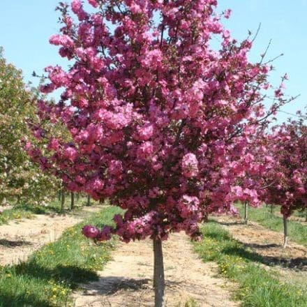 lollipop crabapple for sale near me