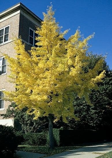 Autumn Gold Ginkgo Tree