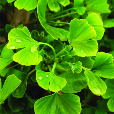 Jade Butterflies Ginkgo