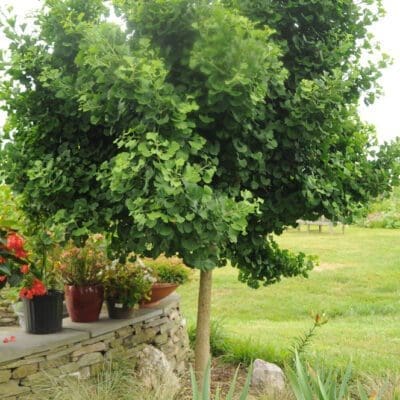 Mariken Ginkgo