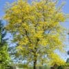 Sunburst Honeylocust