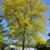 Sunburst Honeylocust - Image 2